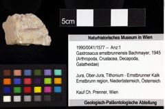 Foto (Objket + Etiketten) von Decapoda indet. 